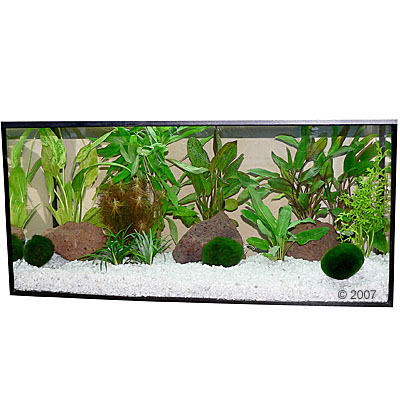aquariumplanten zooplants bonte mix     13 planten
