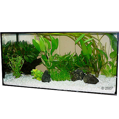 aquariumplanten zooplants luxe lijn klein     14 planten