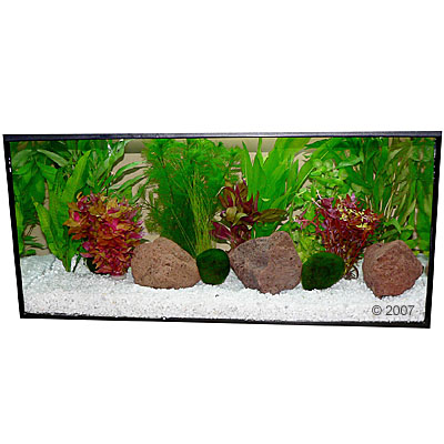 aquariumplanten zooplants rood accent     13 planten