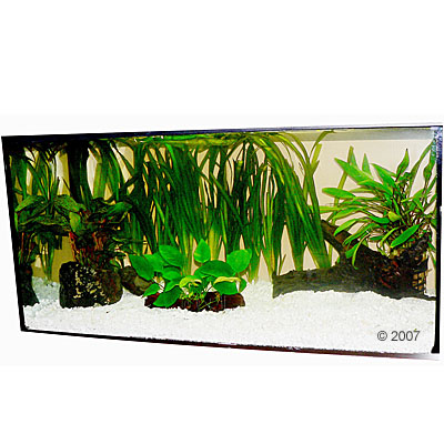 aquariumplanten zooplants discus assortiment     13 planten
