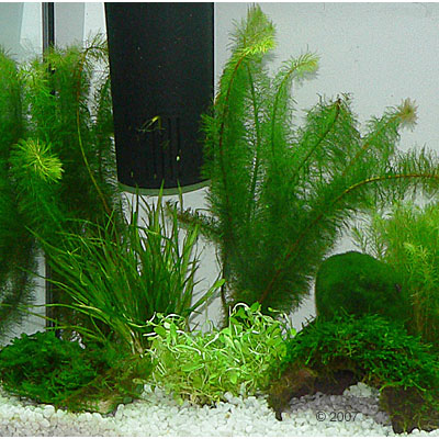 aquariumplanten zooplants garnalen aquarium     10 planten