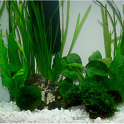 aquariaplanten zooplants kreeft aquarium     8 planten