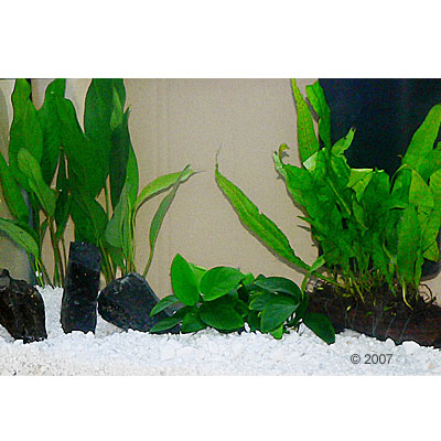 aquariumplanten zooplants cichliden aquarium     6 planten