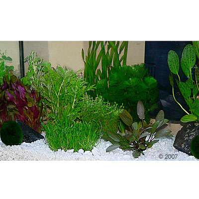 aquariumplanten zooplants gezelschapsaquarium     15 planten