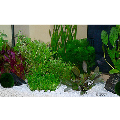 Aquariumplanten Zooplants Gezelschapsaquarium 15 Planten