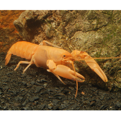 abrikoos kreeft   cherax holthuisi     1 abrikoos kreeft   cherax holthuisi