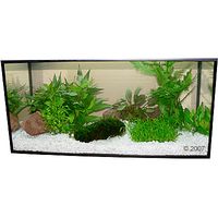 Lees meer... : Aquariaplanten Zooplants Woudje - - 9 Pflanzen