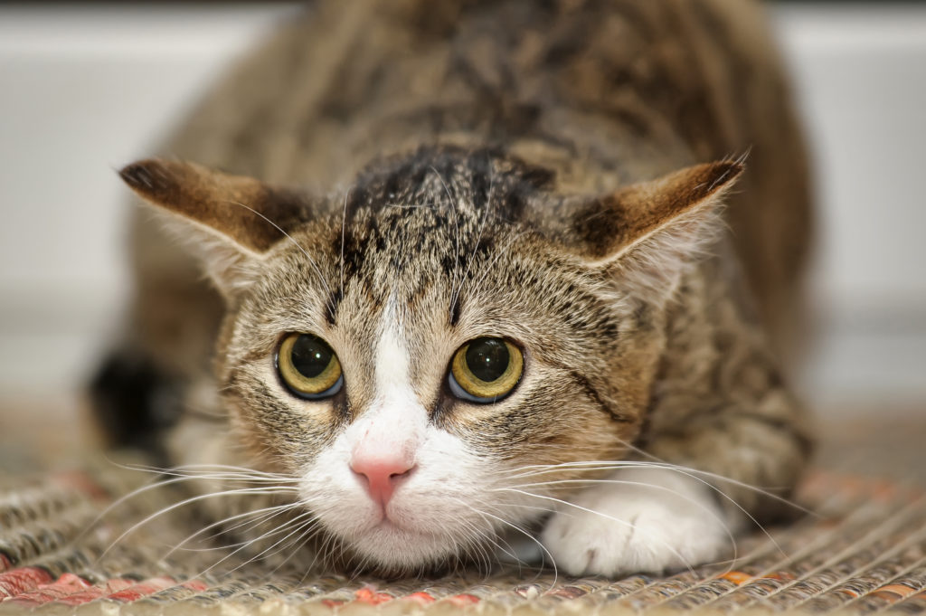 Katze mit angelegten Ohren