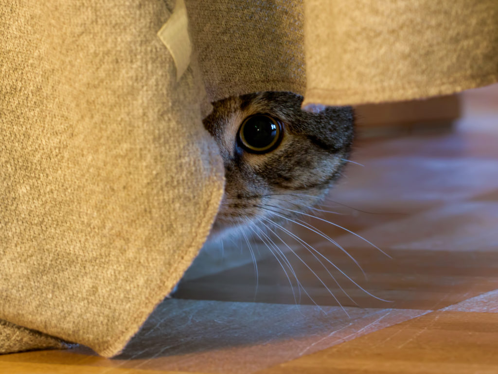ängstliche katze Ängstliche Katze unter Couch