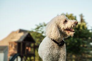 Geen leereffect: Opvoedingshalsbanden voor honden