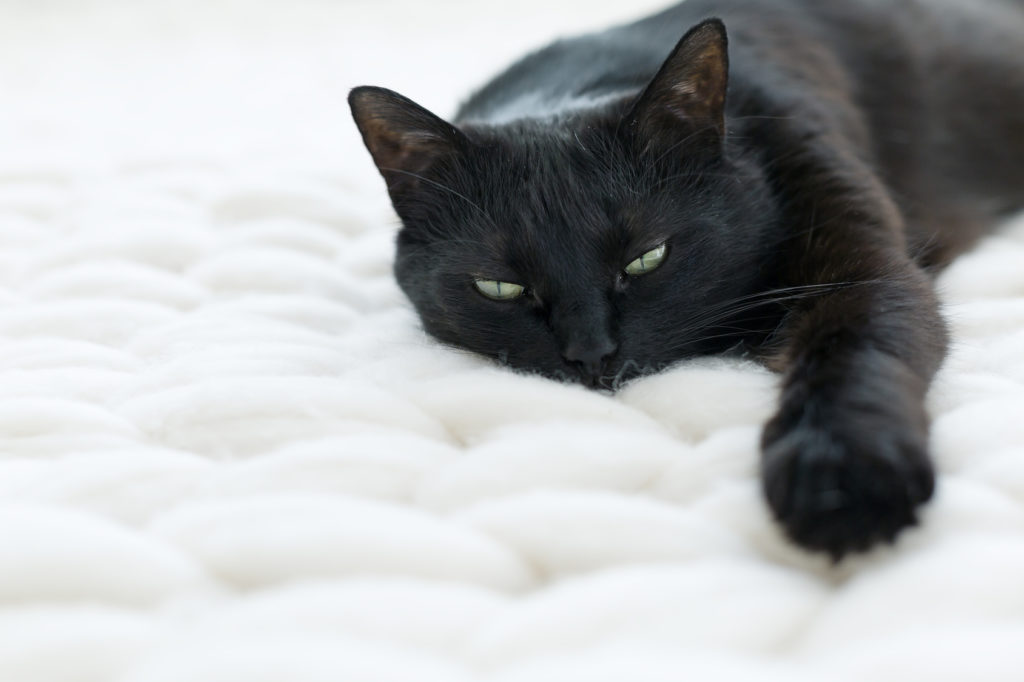 atemwegsprobleme bei katzen