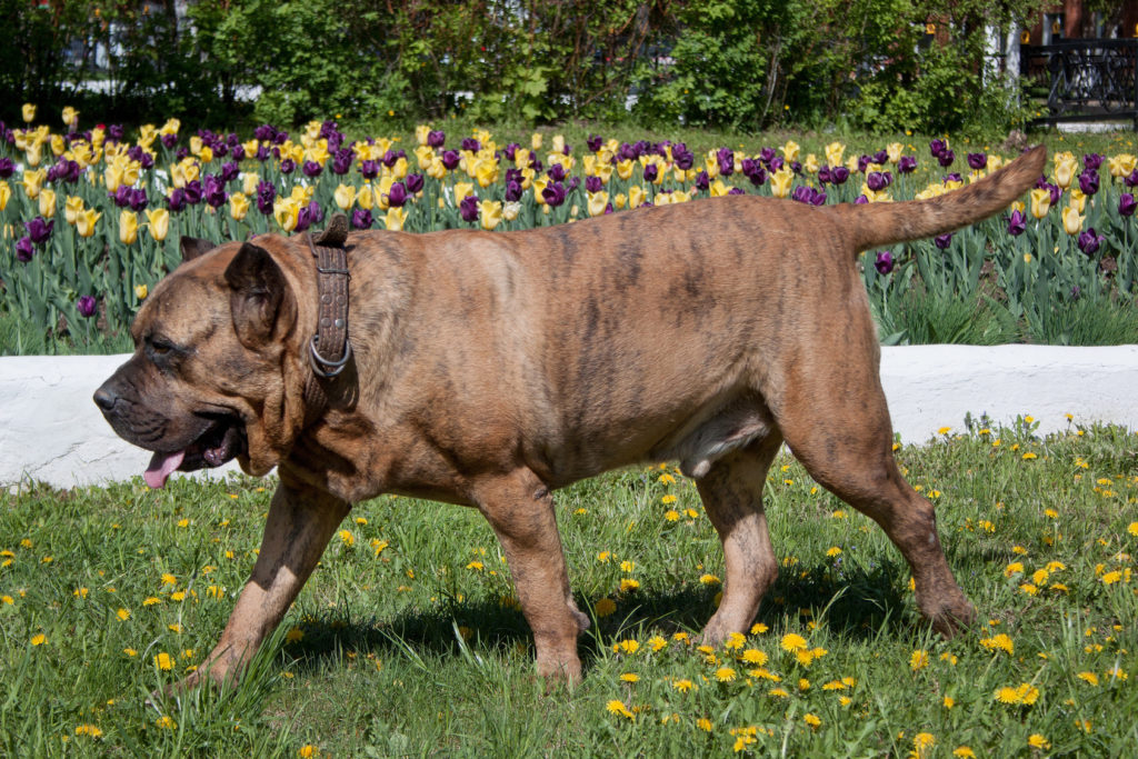 dogo canario