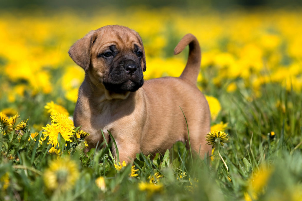 dogo canario dogo canario