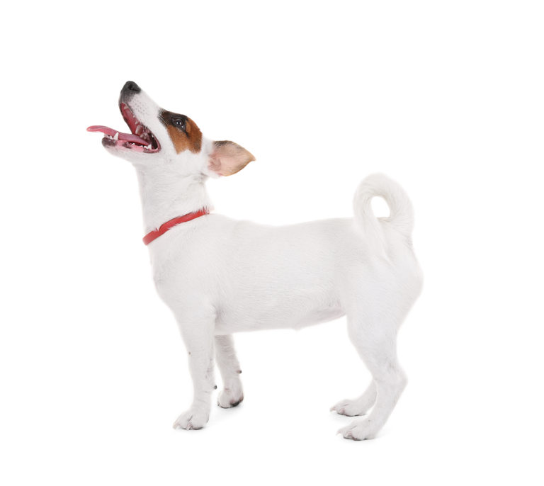 Jack Russell Terrier Ontdek Meer Over Dit Energieke Hondenras