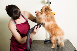 Hondensalon: Schoonheidsverzorging voor honden