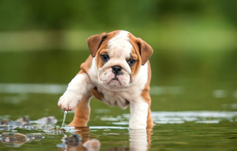 Engelse Bulldog