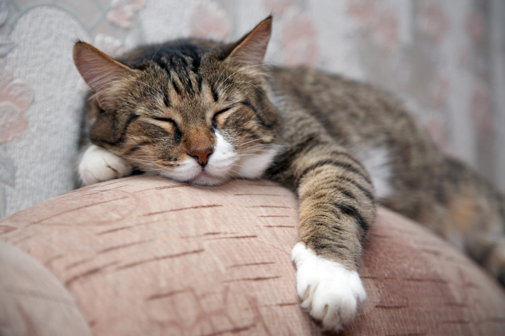 erwt snap Doe herleven Kattenleeftijd - Leer meer over de leeftijd van katten | zooplus