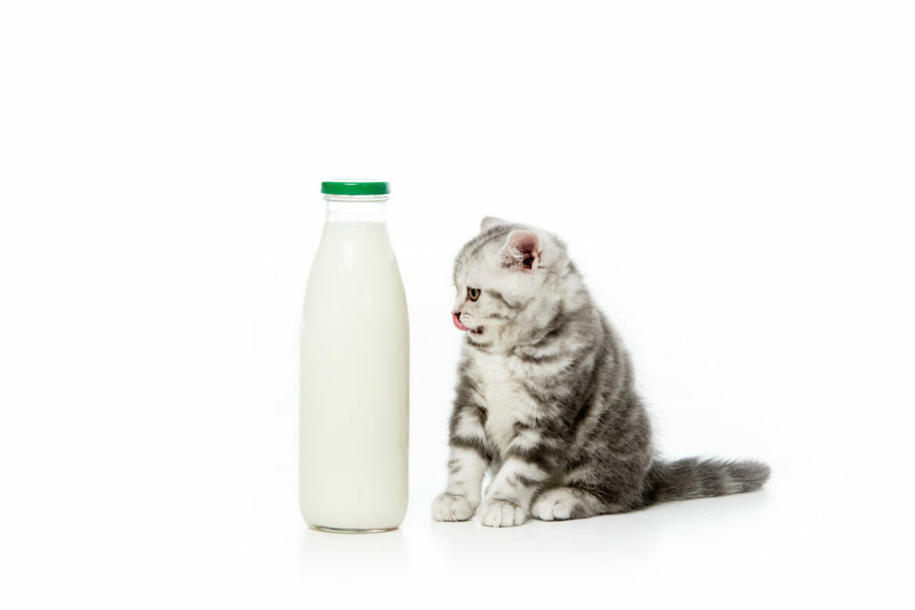 kitten met melk