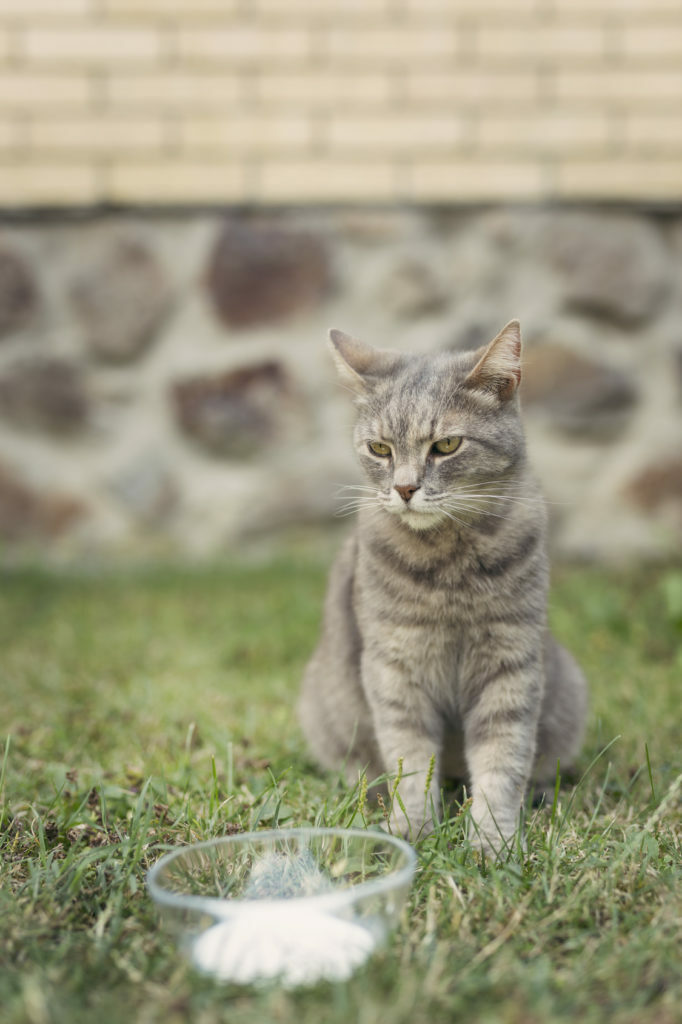 Kattenmelk Kattenmelk
