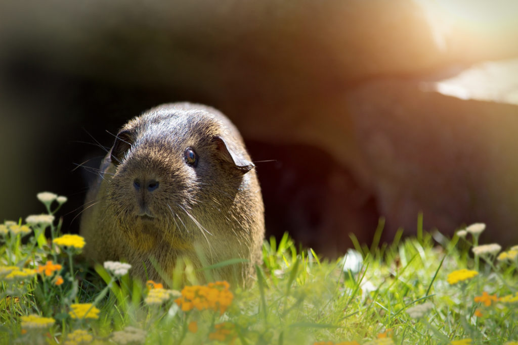 Buitenseizoen voor cavia's