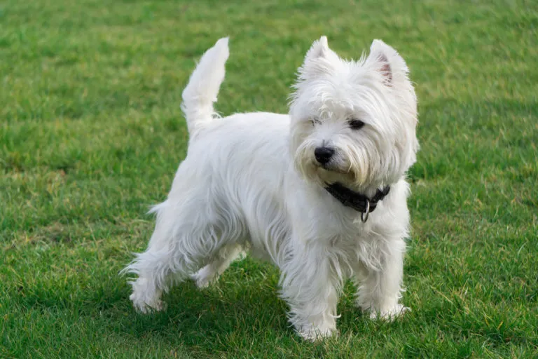 West Highland White Terriër (Westie)