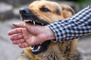 Mijn hond bijt – wat te doen?