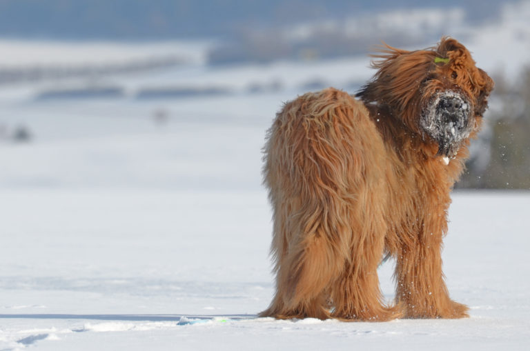 Briard staand in de sneeuw