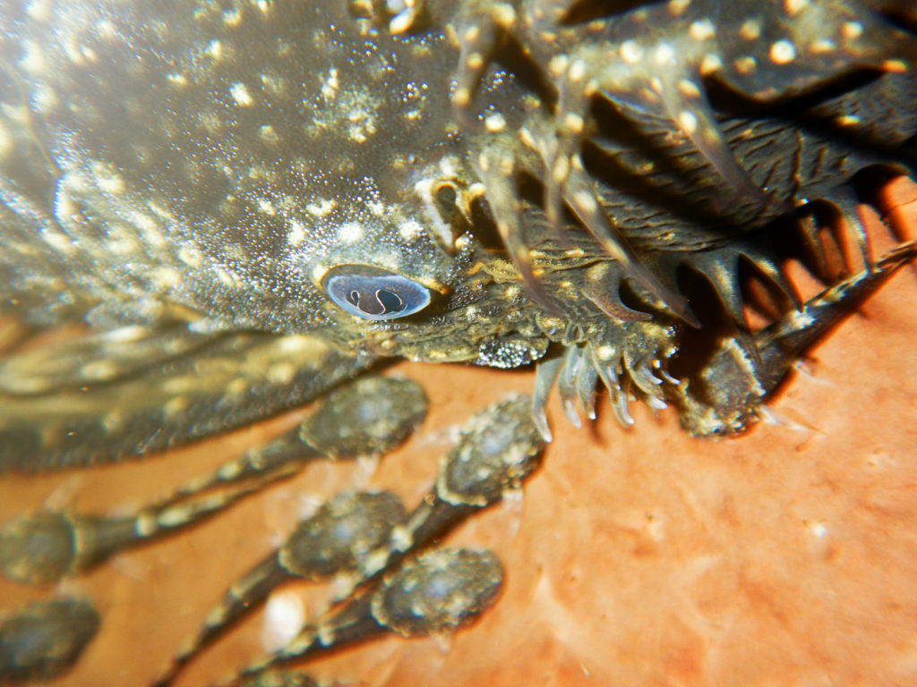 borstelneus