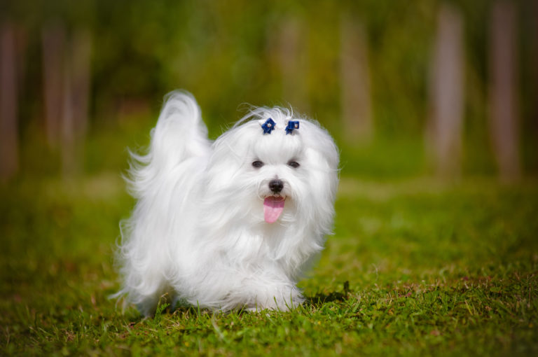 maltezer hond maltezer hond