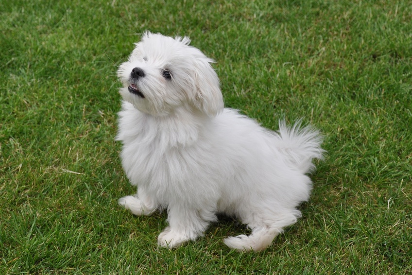 malteser welpe maltezer puppy