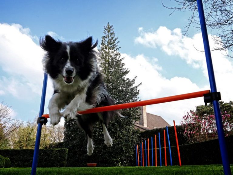 Behendigheid of agility met de hond