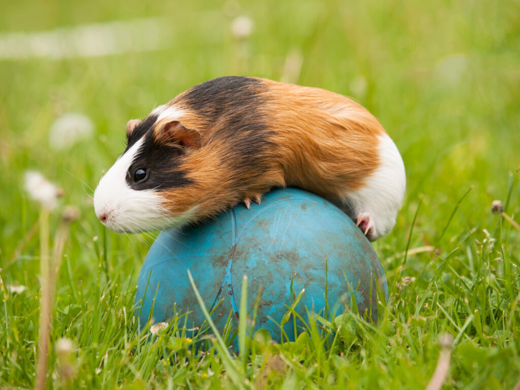 Behendigheid voor knaagdieren