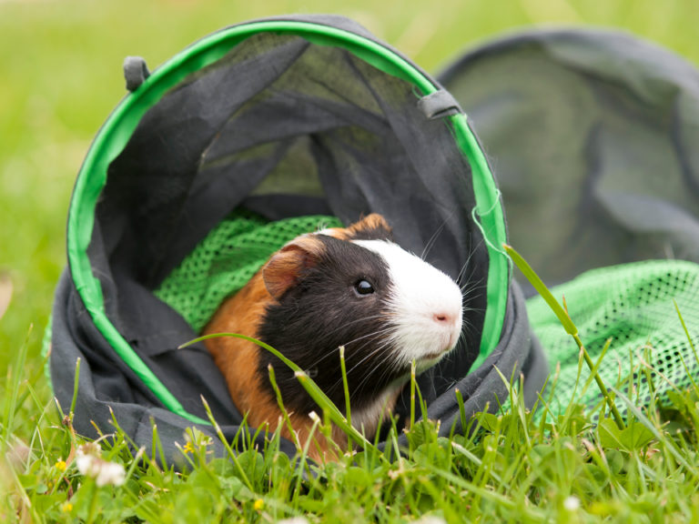 Behendigheid voor knaagdieren