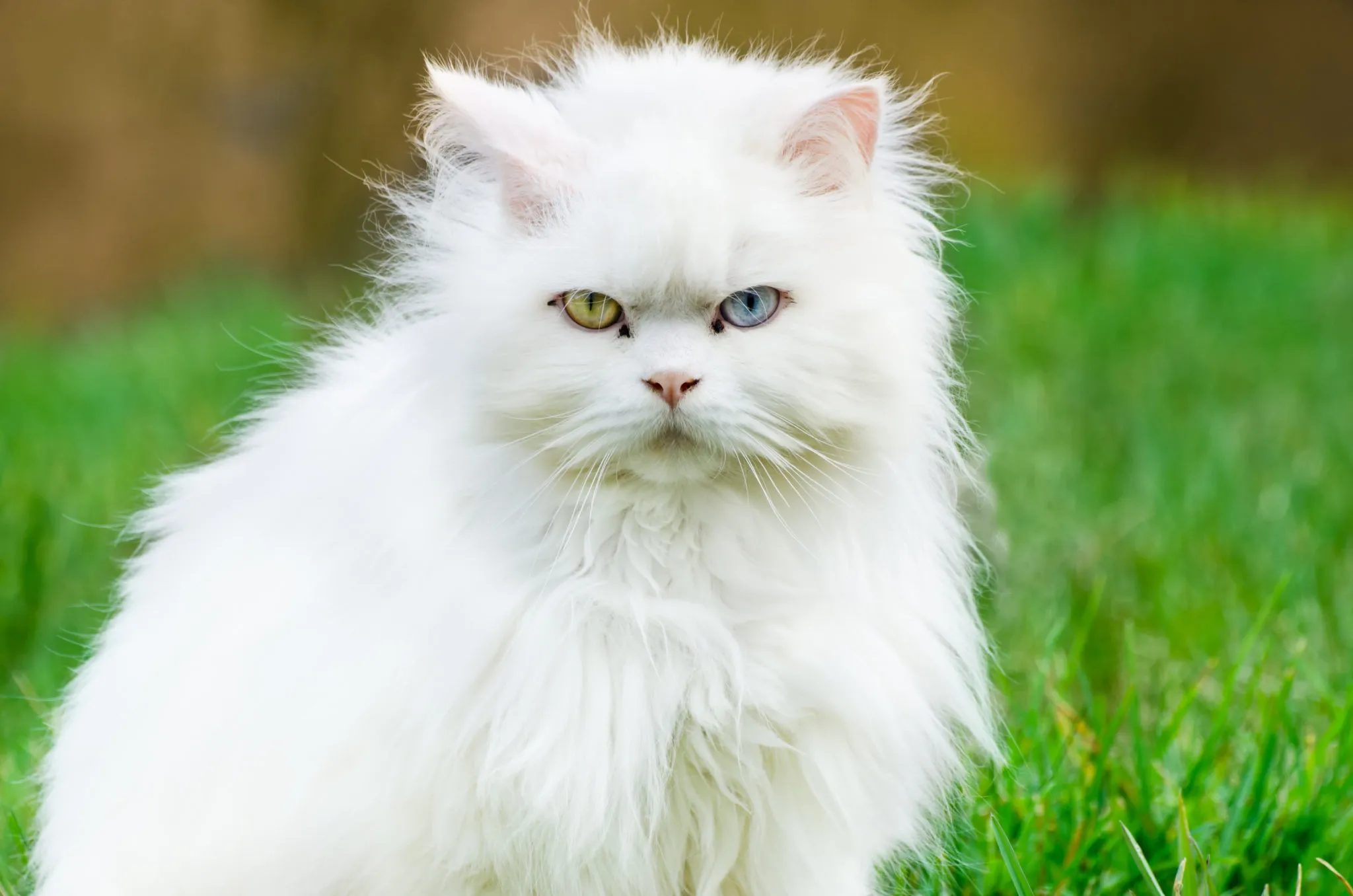 Zwarte Turkse Angora Kat zwarte-turkse-angora-kat