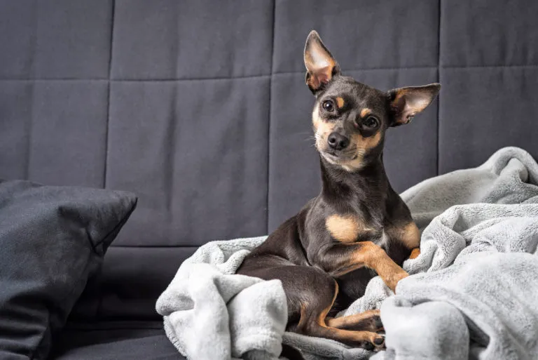 Dwergpinscher
