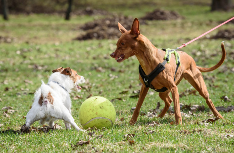 Agressieve honden begrijpen en opvoeden