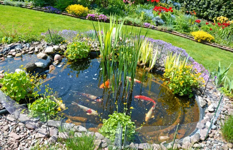 Geboorte van een tuinvijver Geboorte van een tuinvijver