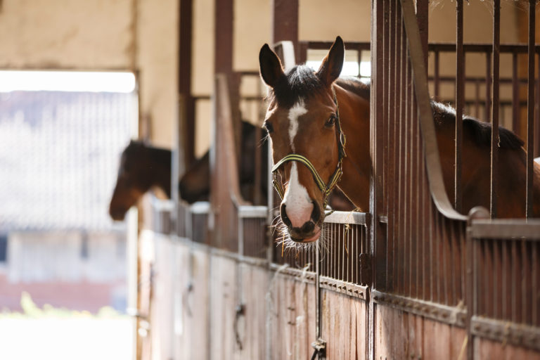 Hoe worden paarden op de juiste manier ondergebracht?