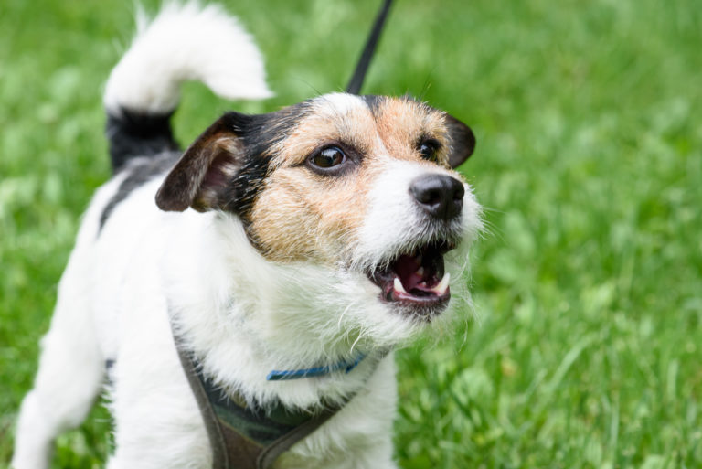 Blaffende honden kalmeren