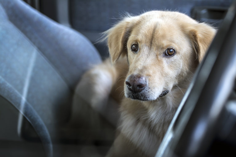 Hond in de auto