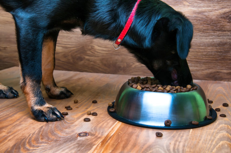 Voeding voor oudere honden