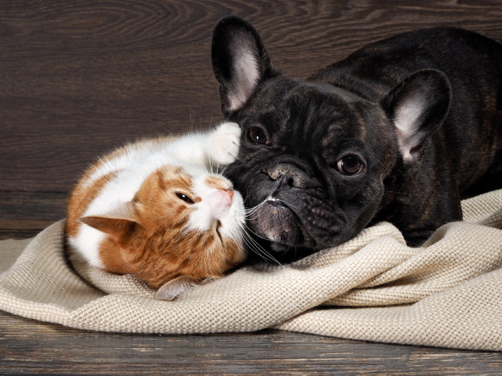Kunnen honden en katten samenleven? Ontdek het hier! zooplus