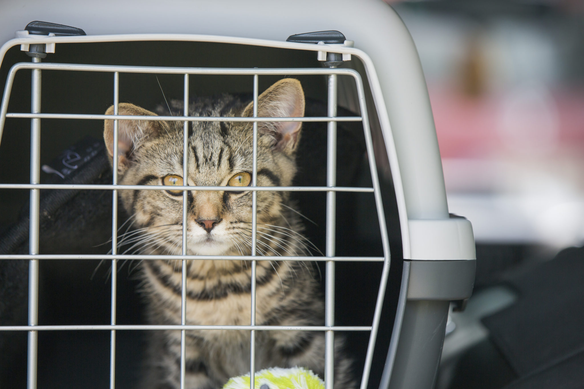 vermijden Op de loer liggen buurman Autorijden met de kat - Hoe zorg je voor een veilige en ontspannen rit?