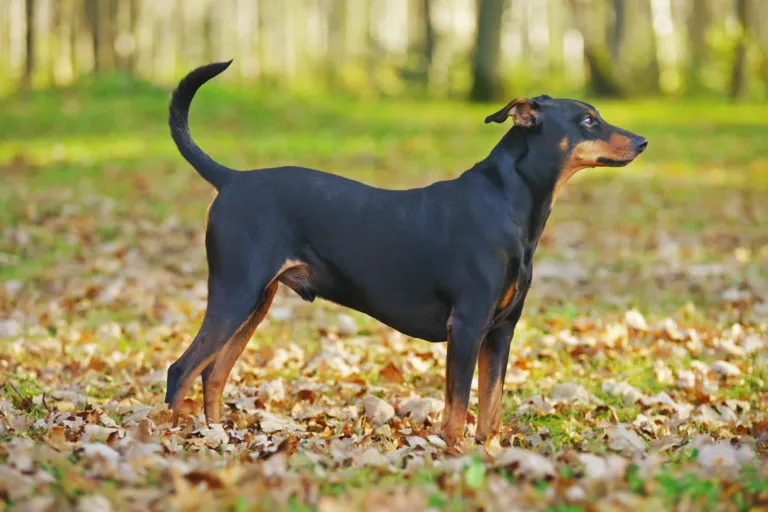 Duitse Pinscher
