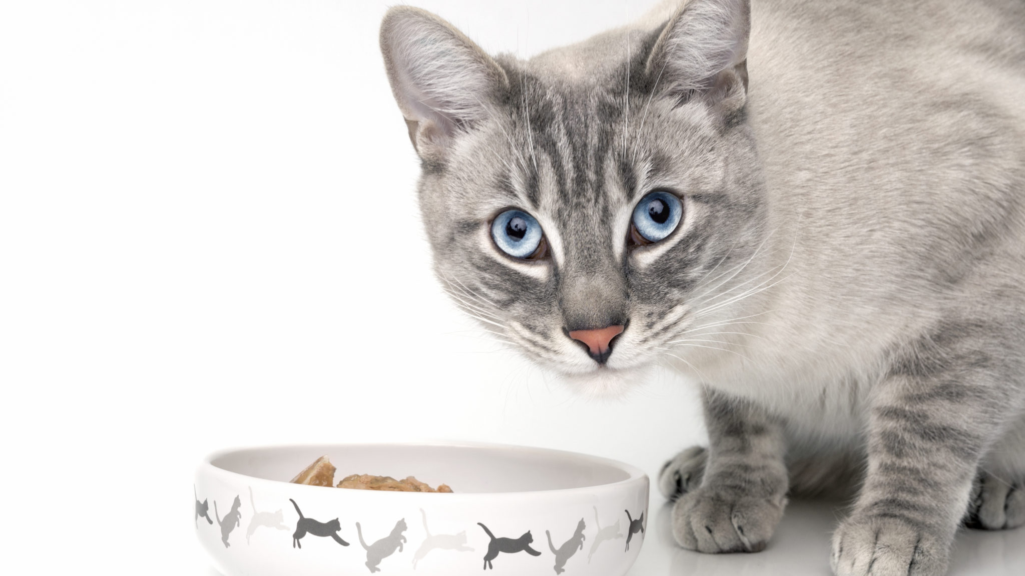 Zuinig Traditie Slovenië Kattenvoer voor de volwassen kat - Wat is het juiste voer? | zooplus