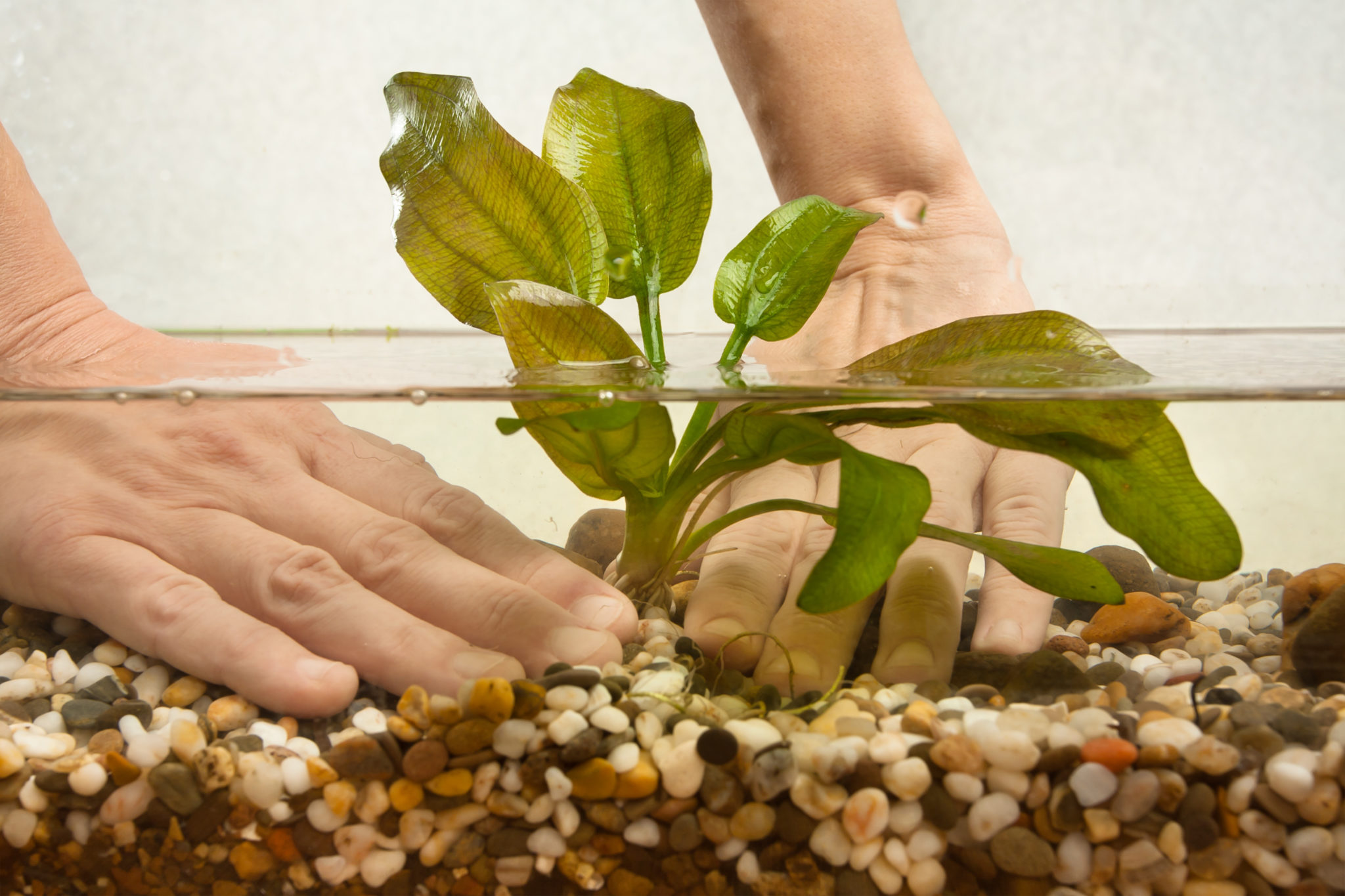 Gevoelig Kardinaal faillissement Waterplanten voor in jouw aquarium - Lees er alles over! | zooplus