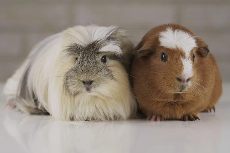 Cavia