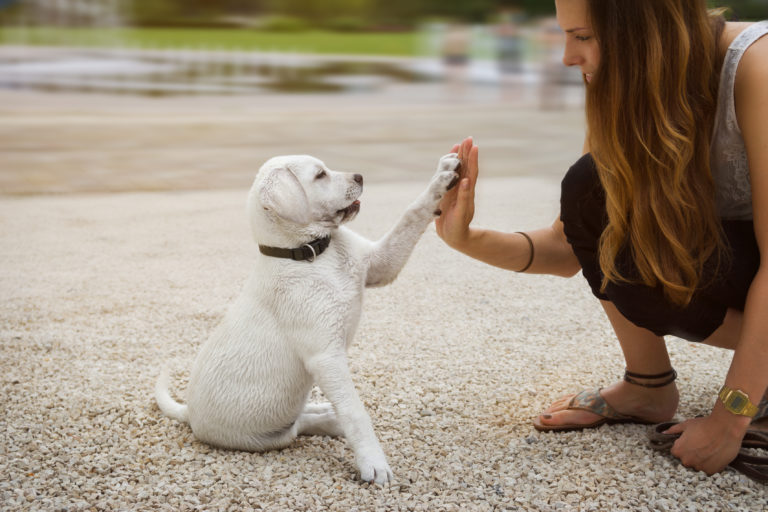 Literaire kunsten roman omvang Puppy opvoeding - Hier lees je er alles over | zooplus