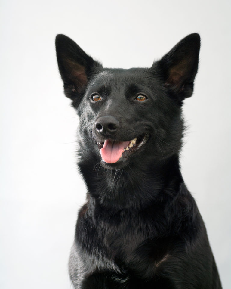 Australische Kelpie