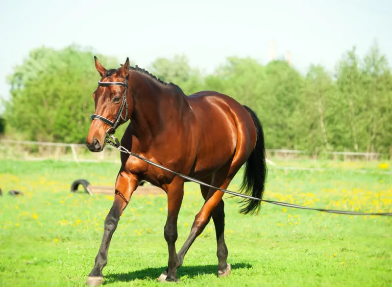 Consequentie in de opvoeding van het paard Consequentie in de opvoeding van het paard